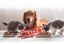 NHỮNG THỰC PHẨM NGUY HIỂM KHÔNG NÊN CHO CHÓ, MÈO ĂN.