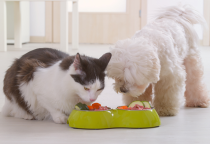 HƯỚNG DẪN CÁCH CHUYỂN ĐỔI THỨC ĂN CHO CHÓ, MÈO AN TOÀN.