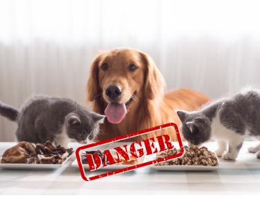 NHỮNG THỰC PHẨM NGUY HIỂM KHÔNG NÊN CHO CHÓ, MÈO ĂN.