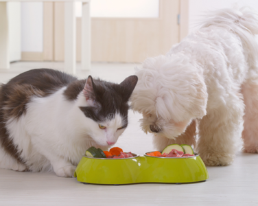 HƯỚNG DẪN CÁCH CHUYỂN ĐỔI THỨC ĂN CHO CHÓ, MÈO AN TOÀN.