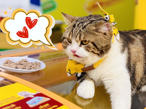 SẴN SÀNG CHO BOSS