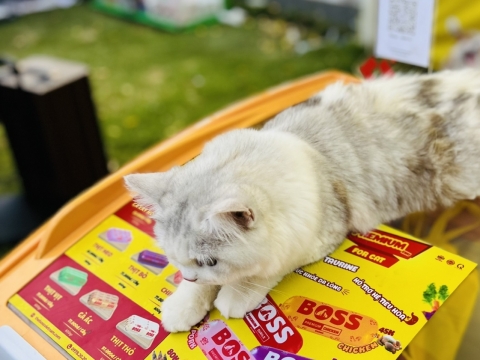 SẴN SÀNG CHO BOSS