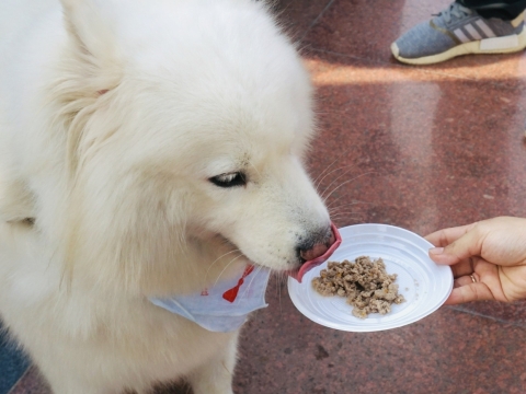 SẴN SÀNG CHO BOSS