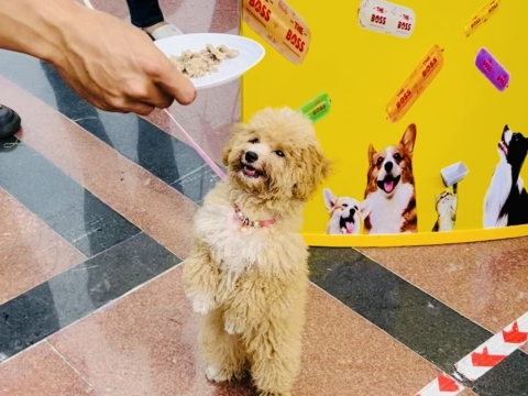 SẴN SÀNG CHO BOSS